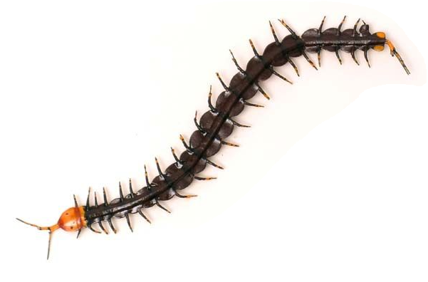 Centipede Magnet - World Of Insects Style 15 