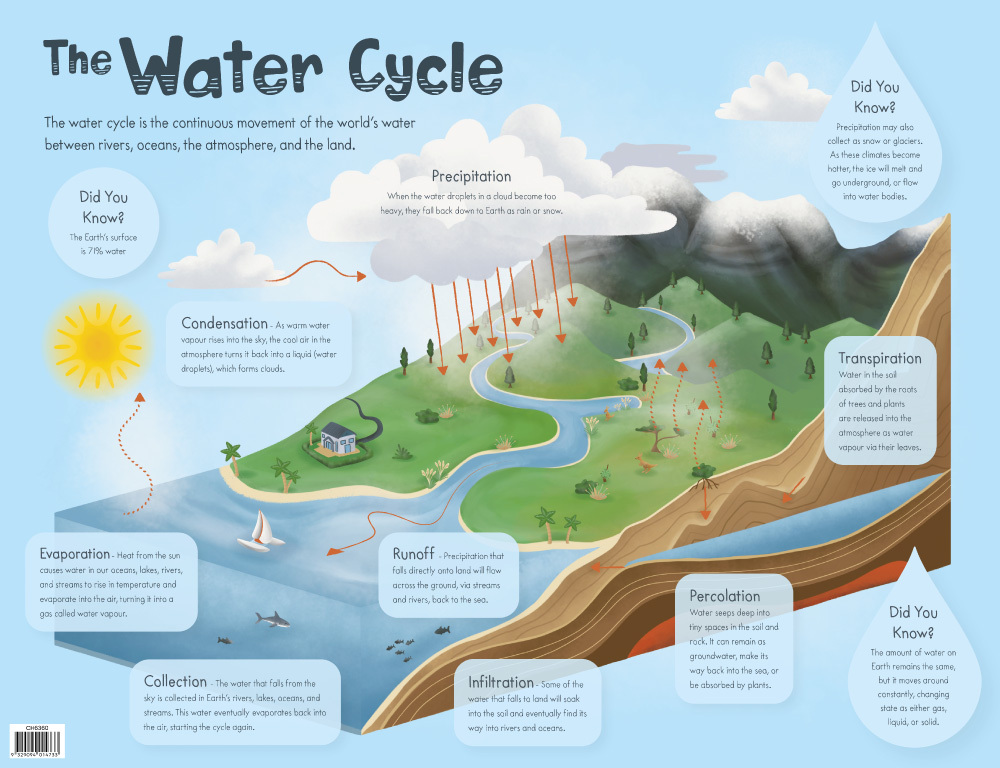 Chart - The Water Cycle | Harleys - The Educational Super Store