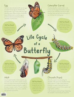 Life Cycle of a Butterfly Chart