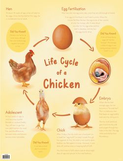 Life Cycle of a Chicken Chart