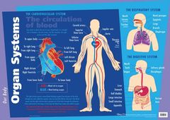 Chart Major Organs/Muscular 9781920926113