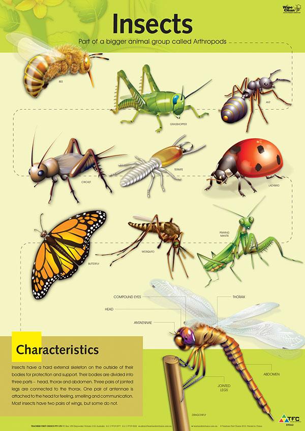 Wipe Clean Insects Poster Harleys The Educational Super Store